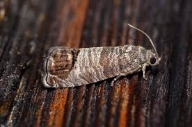 Image result for Cydia microgrammana