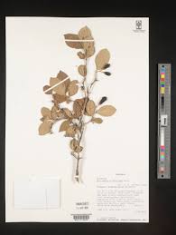 Image result for Schrebera trichoclada