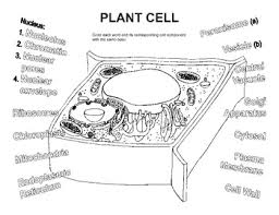 We did not find results for: Plant Cell Coloring Worksheet By Bioart Teachers Pay Teachers