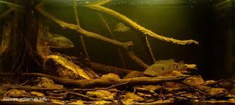 Image result for Satyrium amblyosaccos