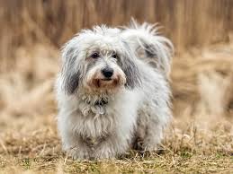 Like the name suggests, the most conspicuous feature of the coton de tulear is its coat, which is cottony or fluffy rather than silky. Coton De Tulear Im Rasseportrait Tieranzeigen Com