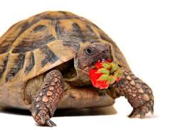 While it is perfectly safe for them to do so, they should only be offered zucchini infrequently and in moderation. What Do Turtles Eat The Weird Truth Turtleholic