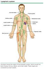 Pin On Paces