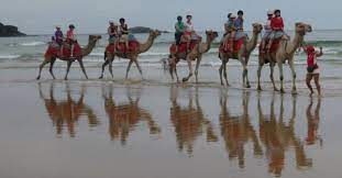 Situated just 350 metres from coffs harbour beach and the historic coffs harbour jetty, this hostel offers a pool and bbq area surrounded by sun loungers. Coffs Coast Camels Camelridesnsw Twitter