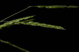 Image result for Eriochloa procera