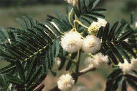 Image result for Acacia sieberiana