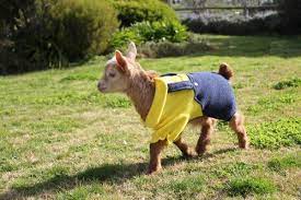 Pin On Goats