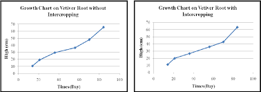 Pdf Growth Process Of Organic Vetiver Root With Potato As