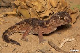 Image result for Pycnostachys orthodonta