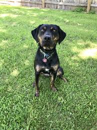Black And Tan Catahoula Leopard Dog Black And Brindle Catahoula Catahoula Leopard Dog Leopard Dog Catahoula