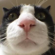 Such as png, jpg, animated gifs, pic art, symbol, blackandwhite, images, etc. Pictures Of Tuxedo Cats And Kittens