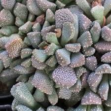 Image result for Hereroa glenensis