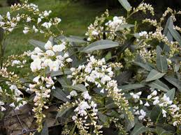 These are stunning evergreen climbing plants that bloom in late spring or early summer and then carry on blooming through the summer months. Angus S Top Ten Australian Climbers Gardening With Angus