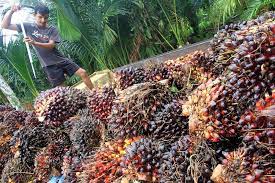 Arief, pemilik dan pengelola kebun sawit di kabupaten muaro jambi mengatakan, harga buah sawit naik dibandingkan minggu lalu. Harga Sawit Umur 10 20 Tahun Di Jambi Hingga 16 Juli 2020 Naik Rp 8 54 Per Kg Berikut Rinciannya Pikiran Rakyat Com