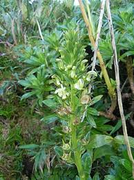 Image result for Lobelia chireensis