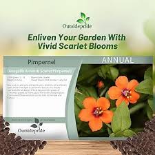 Image result for Anagallis serpens