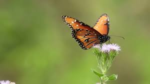 Butterflies generally like to eat sweet juice or nectar on flowers. Ohio S Butterfly Population Has Fallen By A Third And Researchers Say The Findings Spell Trouble For Bees Cnn
