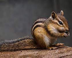 Check spelling or type a new query. Animal Removal Wildlife Control Critter Trapping Cincinnati Ohio