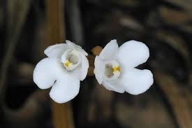 Image result for Didymoplexis