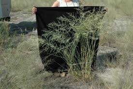 Image result for Eragrostis pallens