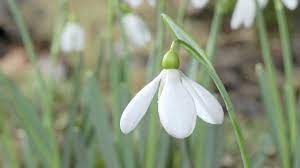 Aconite And Snowdrop Flowers Opening Time Lapse Flowers Early Spring Flowers Spring Flowers