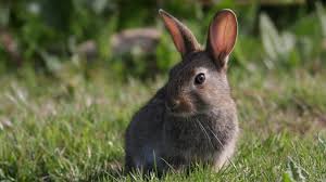 Leval Le Jardin Le Voisin Et Le Lapin Et Pan 450 D Amende Pour Le Chasseur