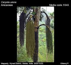 Image result for Caryota urens