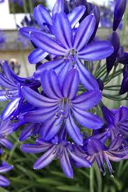 Image result for Agapanthus codii