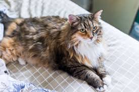 Adopt a maine coon cat or kitten privately, and you get to know all about their history, personality, health and behavior from the person who. 10 Best Maine Coon Rescues For Adoption 2021 Our Top 10 Picks