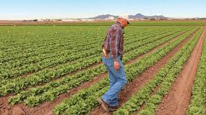 Seeds are planted among the roots of the previous which of the following is a good way to reduce salinization. How The Role Of Pest Control Advisor Came To Be Growing Produce