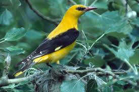 Vogelportrat Pirol Knallgelb Aber Gut Versteckt Nabu Einheimische Singvogel Vogelkunde Bunte Vogel