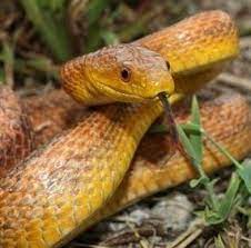 What Is A Chicken Snake Chicken Snake Is The Common Name Used To Sometimes Identify Several North American Snake Species Such As R Snake Rat Snake Corn Snake
