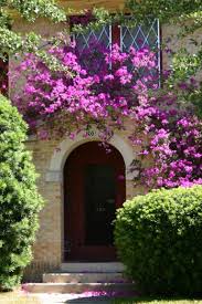 Image result for Bougainvillea