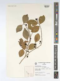 Image result for Scolopia stolzii