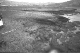 Image result for Sarcocornia decumbens