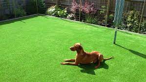 Here are the top grasses that you should consider planting for your lawn: Best Grass For Dogs Choosing The Best Grass For Dogs