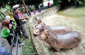 National zoo zoo negara tourism selangor tourism selangor. Tiket Masuk Zoo Negara 2019