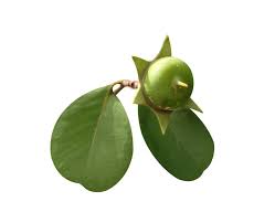 Image result for Sonneratia alba