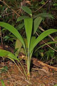 Image result for Curculigo latifolia