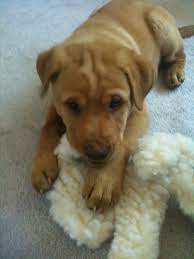 Like their parents, these are very intelligent dogs that wouldn't always follow commands submissively. Colby S 1st Day With Us At 10 Weeks Old He S A Shar Pei Lab Mix Cute Animals Dog Design Dog Lovers