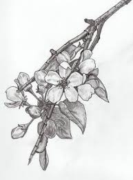 Black And White Cherry Blossom Tree Tattoo Elise Eiffe Apple Blossom Blossom Tattoo Jasmine Flower Tattoos Apple Blossom Tattoos