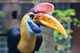98 Birds World عالم الطيور Ideas Beautiful Birds Pet Birds Animals