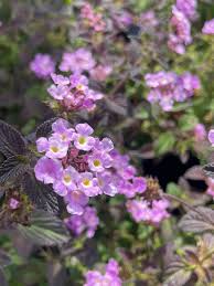 Image result for Lantana