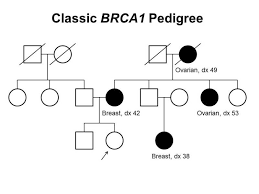 Breast cancer accounts for 16% of all female cancers. Genetics Of Breast And Gynecologic Cancers Pdq Pdq Cancer Information Summaries Ncbi Bookshelf