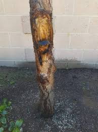 Fire blight is caused by the bacteria erwinia amylovera. Fruit Tree Damaged By Huge Branch Break Gardening Landscaping Stack Exchange