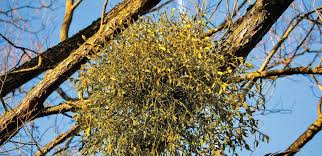 Image result for images Mistletoe is a parasite