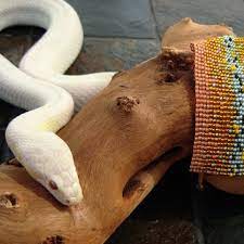 Pin By Tammy Hamati On Snakes Corn Snake Snake
