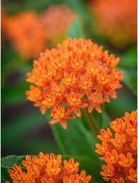 Check spelling or type a new query. How To Grow Perennial Flowers From Seed Burpee