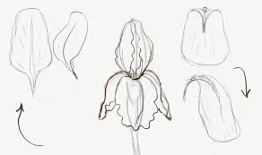 Do email me if you have any questions! How To Draw Irises Flowers Easy Step By Step