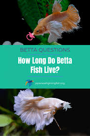 This can have a soothing effect on your bettas. How Long Do Betta Fish Live Tips To Increase Your Bettas Lifespan